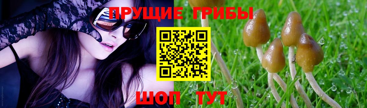 Севастополь  Псилоцибиновые грибы Cubensis  Вход с VPN  Псилоцибиновые грибы GOLDEN TEACHER 